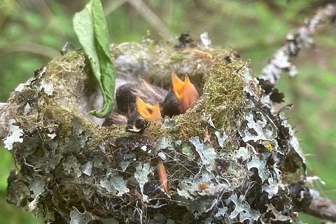 baby-birbs