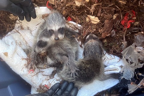 baby-raccoons