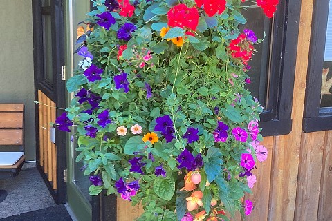 hanging-basket-on-steroids-1